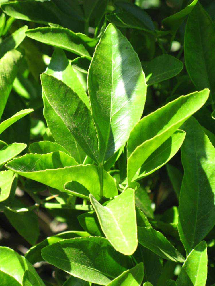              Sun leaves (Riverside, CA)       